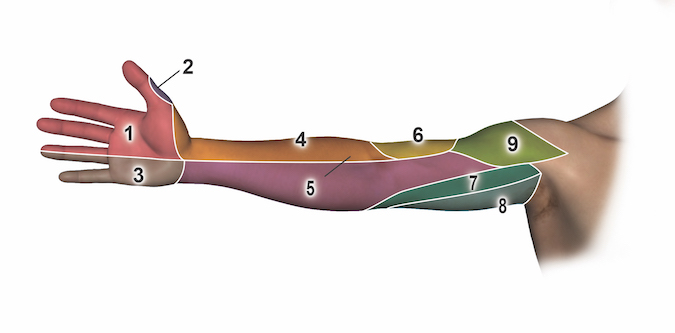 Anterior (palmar or volar ) Sensation by Nerve: 1 = median nerve; 2 = dorsal radial sensory nerve; 3 = ulnar nerve; 4 = lateral antebrachial cutaneous nerve; 5 = medial antebrachial cutaneous nerve; 6 = radial dorsal antebrachial cutaneous nerve; 7 = medial brachial cutaneous nerve; 8 = intercostobrachial nerve; 9 = axillary nerve (superior lateral brachial cutaneous nerve.
