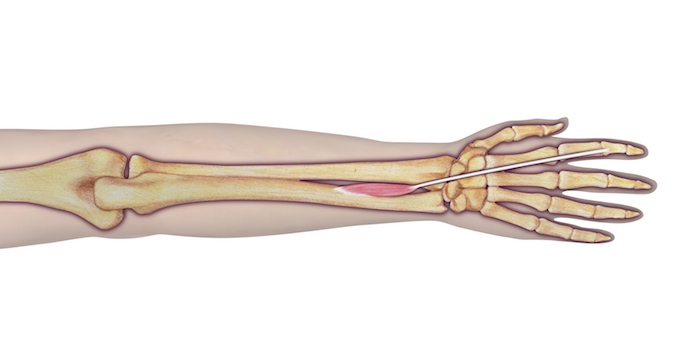 EIP anatomy illustration