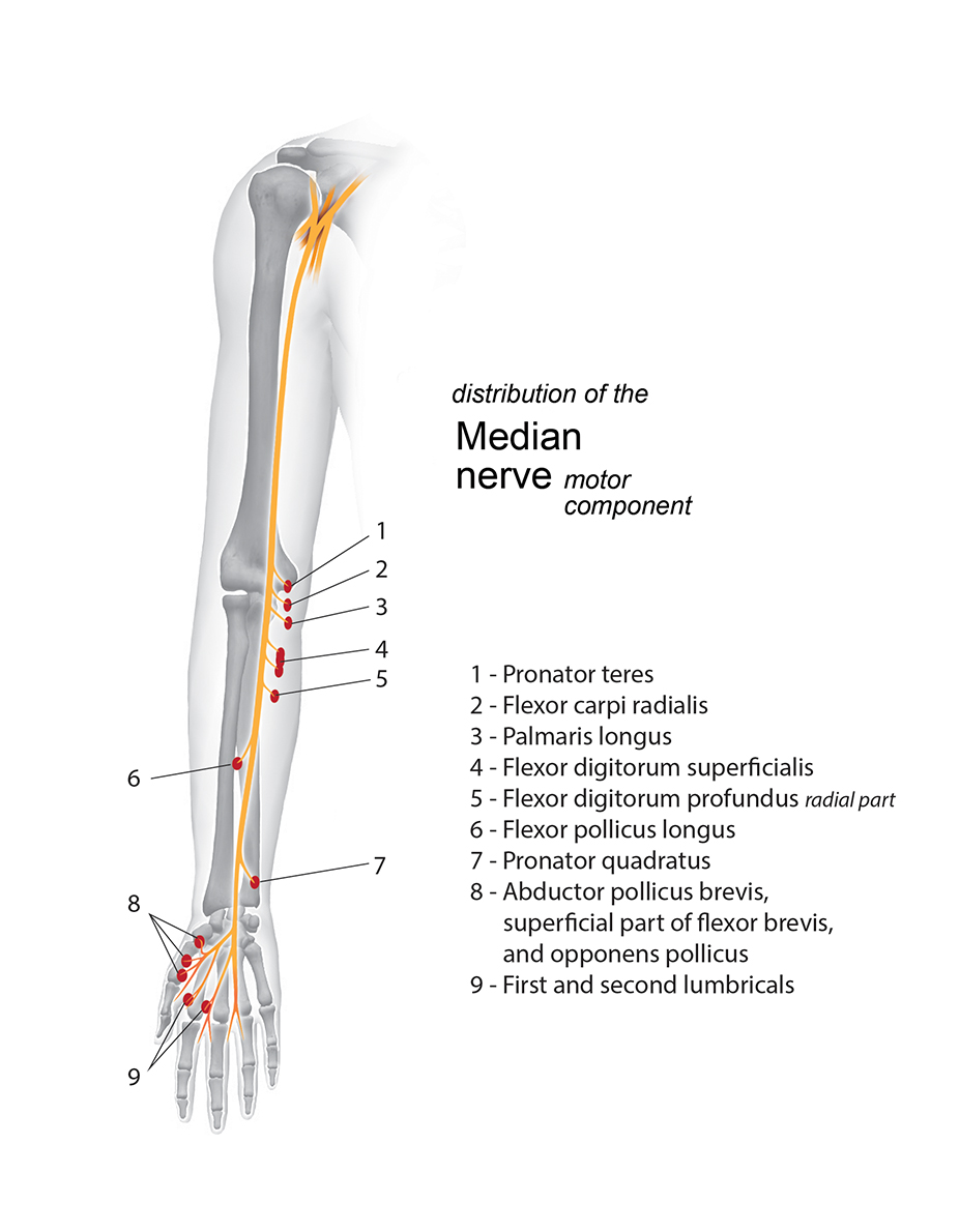 You won't Believe This.. 41+ Facts About Median Nerve Innervation