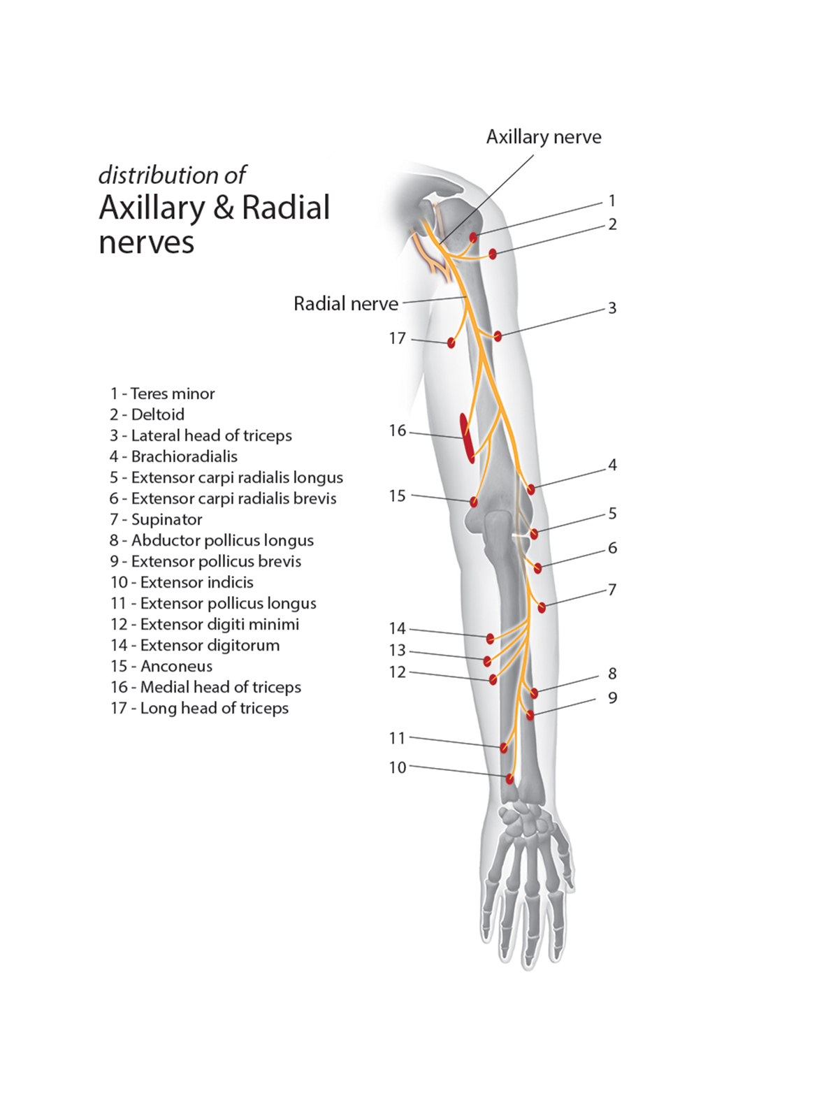 Distribution of Radial Nerve Motor Branches